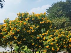 -东莞植物园