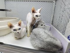 -喵的天空名猫咖啡馆·撸猫·猫舍·用品