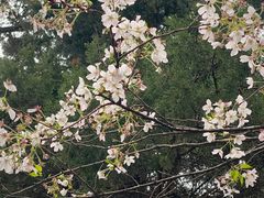 -武汉大学-樱园