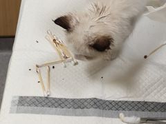 -康成宠物医院24H·CT·核磁共振