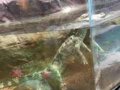 -上海大自然野生昆虫馆(东方明珠·爬宠昆虫探索中心)