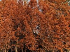 -白鹭湾湿地公园