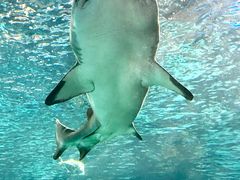 -瑞普利水族馆
