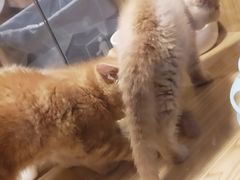 -屋虎猫馆(宝安大仟里店)