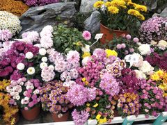 -菊花台公园
