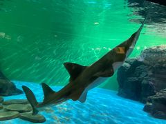 -上海海洋水族馆