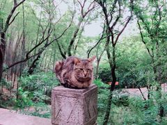 -穹窿山景区