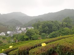 -龙井村