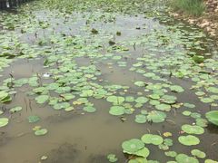 -天津东丽湖风景区