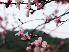 -上坦村