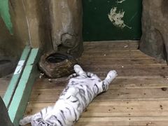 -广州长隆国际大马戏