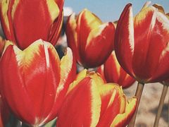 -丹东路渡口(轮渡站)