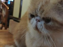 -more than meow吴止猫主题餐厅(承德 中船汇店)