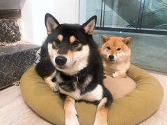 -柴迷FANS CLUB·柴犬狗咖·猫咖