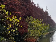 -上海海湾国家森林公园