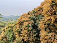 -深圳仙湖植物园