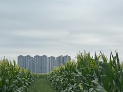 -光明小镇欢乐田园