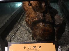-江湾神木园
