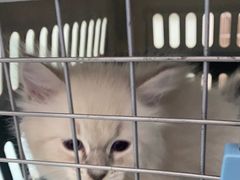 -宠福鑫康馨动物医院·骨科·眼科