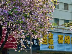 -柳侯公园