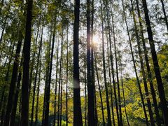 -上海共青森林公园