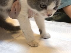 -宠爱国际动物医院·消化内科·心肾内科·ISFM猫友好(望京店)