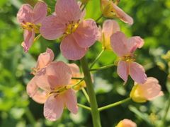 -中国天府农业博览园