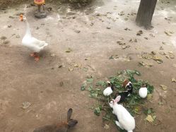 -上美四季动物农场