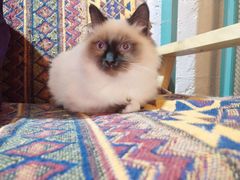 -喵屿·大理花园猫咖