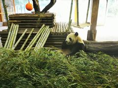 -云南野生动物园