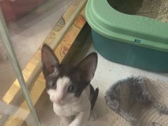-糯米喵星人总部直营旗舰店·猫舍·幼猫出售