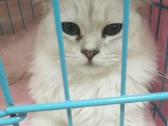 -瑞鹏宠物医院·骨科·猫科·内科(第一中心)