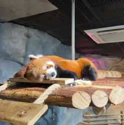 -Zoolung Zoolung动物主题公园(海信广场店)