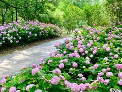 -上海共青森林公园