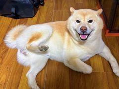 -佳雯宠物医院·皮肤科·内外科(春晓路分院)