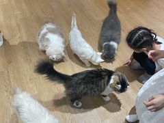 -1013 PET SHOP精品宠物商店(丁香店)