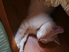 -瑞派名望志远动物医院·猫科·內科·异宠专科(直港大道店)