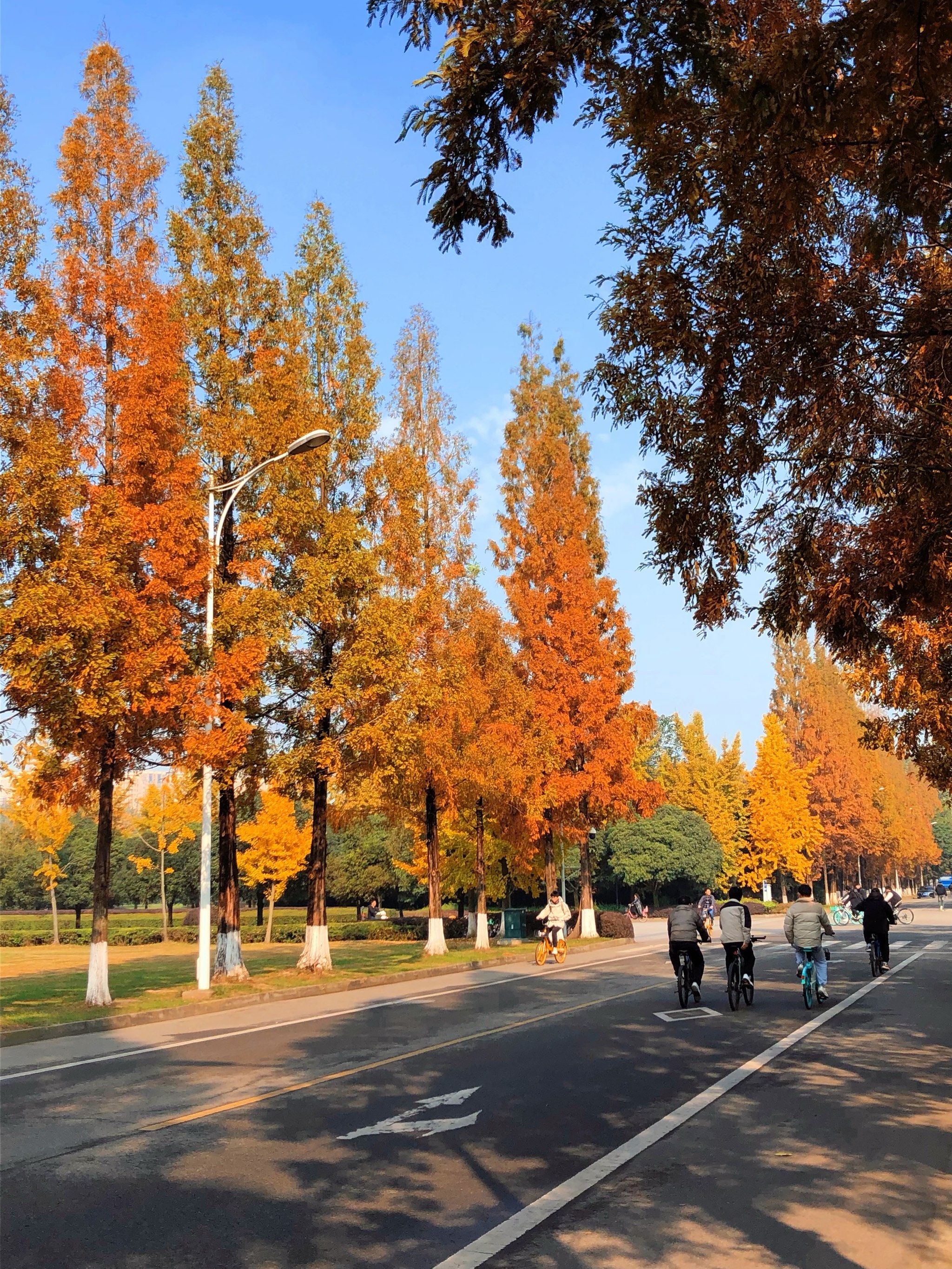 西华大学秋意浓