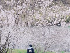 -羊山湖公园