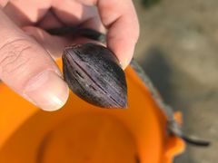 -北海金海湾红树林生态旅游区