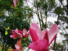 -深圳国际园林花卉博览园