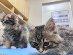 -芭比堂动物医院·CT·微创中心(新顺分院)