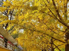 -三里屯东五街银杏大道