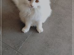 -飞行喵MR PILOT|猫舍·猫咖(静安大融城店)