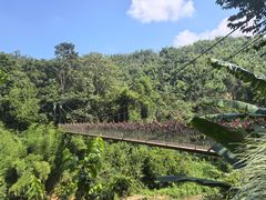 -西双版纳原始森林公园