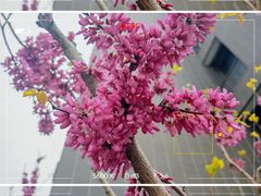 -肯德基(镇湖店)