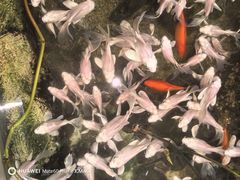 -正佳雨林生态植物园