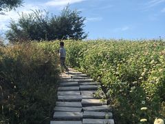 -莲花山花海