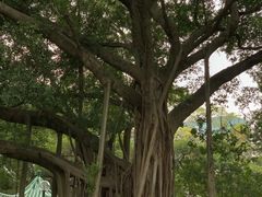 -九龙公园