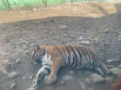 -栾川竹海野生动物园